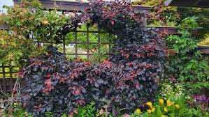 Attēlu rezultāti vaicājumam “Fagus sylvatica fo. purpurea male flower”