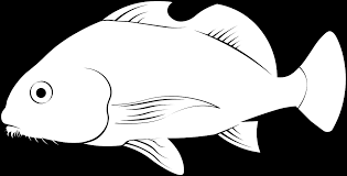 Image result for Pogonias cromis