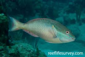 Image result for Sparisoma amplum