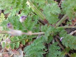 Attēlu rezultāti vaicājumam “Erodium cicutarium leaf”