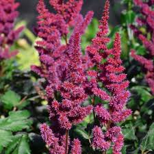 Attēlu rezultāti vaicājumam “Astilbe chinensis”