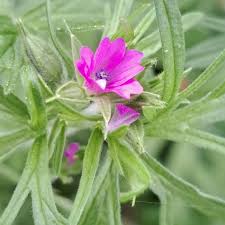 Attēlu rezultāti vaicājumam “Geranium dissectum flower”