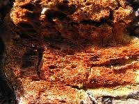 Attēlu rezultāti vaicājumam “Hapalopilus aurantiacus”