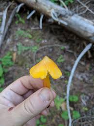 Attēlu rezultāti vaicājumam “Hygrocybe sp.”