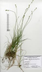Attēlu rezultāti vaicājumam “Carex loliacea”