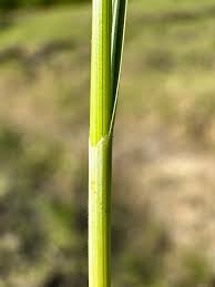 Attēlu rezultāti vaicājumam “Carex dioica fruit”
