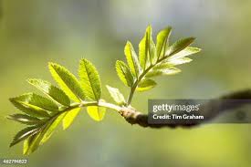 Attēlu rezultāti vaicājumam “Sorbus aucuparia bud”