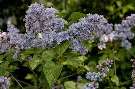 Attēlu rezultāti vaicājumam “Syringa vulgaris”
