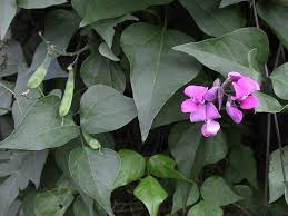 Attēlu rezultāti vaicājumam “Dipogon sp.”