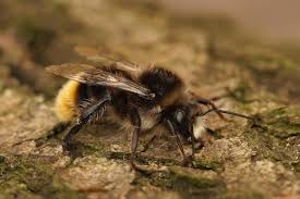 Attēlu rezultāti vaicājumam “Bombus lapidarius”