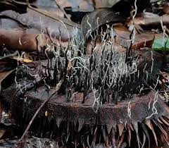 Attēlu rezultāti vaicājumam “Xylaria”