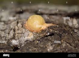 Attēlu rezultāti vaicājumam “Fuligo luteonitens macro”