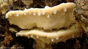 Attēlu rezultāti vaicājumam “Postia stiptica”