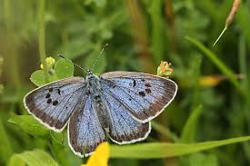 Attēlu rezultāti vaicājumam “Phengaris arion”