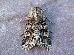 Attēlu rezultāti vaicājumam “Papestra biren”