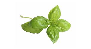 Image result for Basilikum