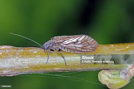 Attēlu rezultāti vaicājumam “Megaloptera”