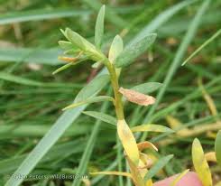 Attēlu rezultāti vaicājumam “Glaux maritima”