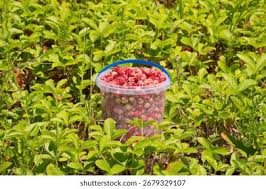 Attēlu rezultāti vaicājumam “Fragaria viridis”