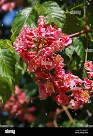 Attēlu rezultāti vaicājumam “Aesculus x hybrida flower”