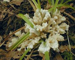 Attēlu rezultāti vaicājumam “Sebacina incrustans”