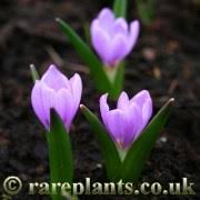 Attēlu rezultāti vaicājumam “Colchicum szovitsii subsp. szovitsii”