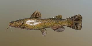 Image result for Pylodictis olivaris