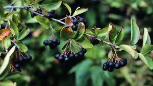 Attēlu rezultāti vaicājumam “Aronia melanocarpa”
