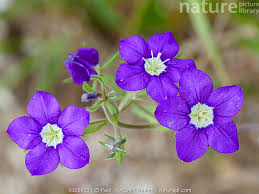 Image result for Legousia speculum-veneris