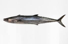 Image result for Scomberomorus cavalla