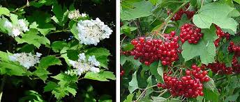 Attēlu rezultāti vaicājumam “Viburnum opulus fruit”