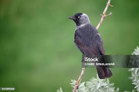 Attēlu rezultāti vaicājumam “Corvus monedula”