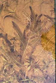 Attēlu rezultāti vaicājumam “Myriophyllum alterniflorum leaf”