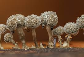 Attēlu rezultāti vaicājumam “Diachea leucopodia stalked”