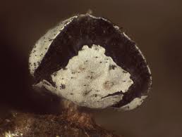 Attēlu rezultāti vaicājumam “Diderma umbilicatum”