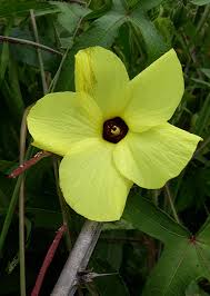 Image result for Abelmoschus moschatus