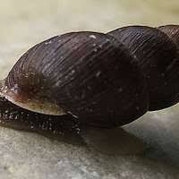 Attēlu rezultāti vaicājumam “Ena montana”