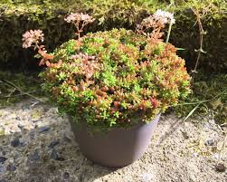 Image result for Sedum album `Coral Carpet`
