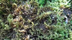 Attēlu rezultāti vaicājumam “Funariales”