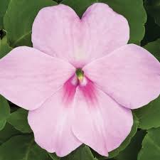 Image result for Impatiens walleriana