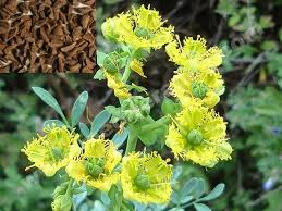 Image result for Ruta graveolens