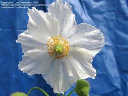 Image result for Meconopsis betonicifolia alba