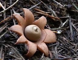 Attēlu rezultāti vaicājumam “Geastrum”