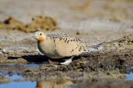 Image result for Syrrhaptes paradoxus