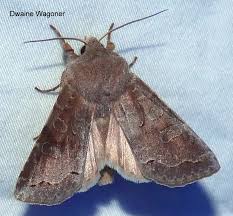 Attēlu rezultāti vaicājumam “Orthosia miniosa imago”