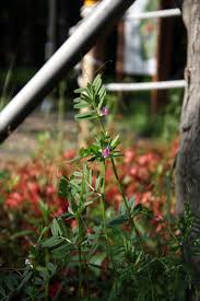 Attēlu rezultāti vaicājumam “Vicia angustifolia leaf”