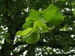 Attēlu rezultāti vaicājumam “Tilia x vulgaris”