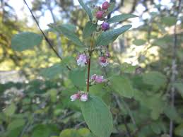 Attēlu rezultāti vaicājumam “Symphoricarpos albus flower”