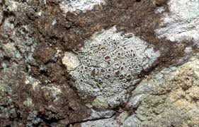 Attēlu rezultāti vaicājumam “Lecanora allophana”