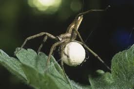 Attēlu rezultāti vaicājumam “Pisaura mirabilis cocoon”